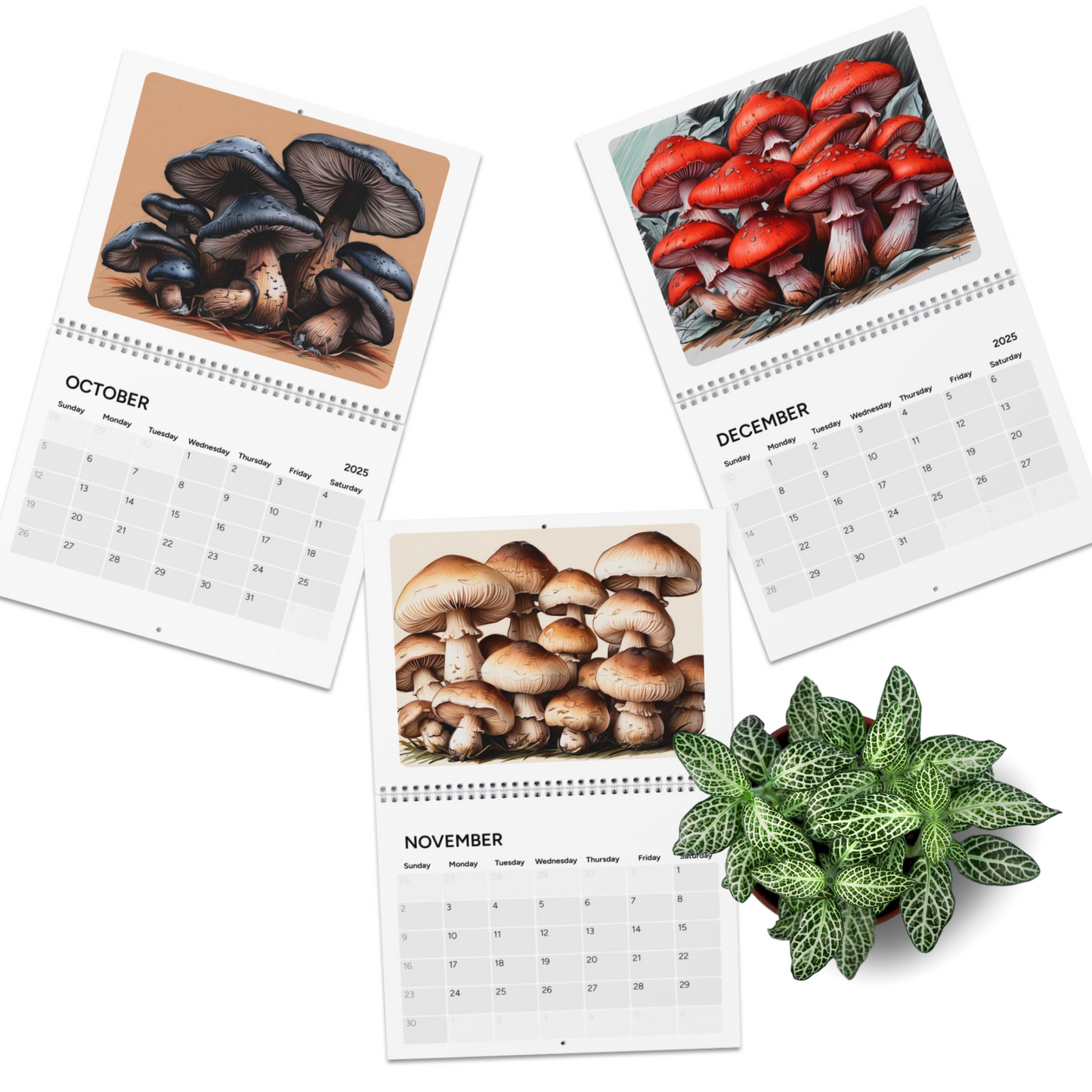 Colorful Mushrooms 2025 Wall Calendar