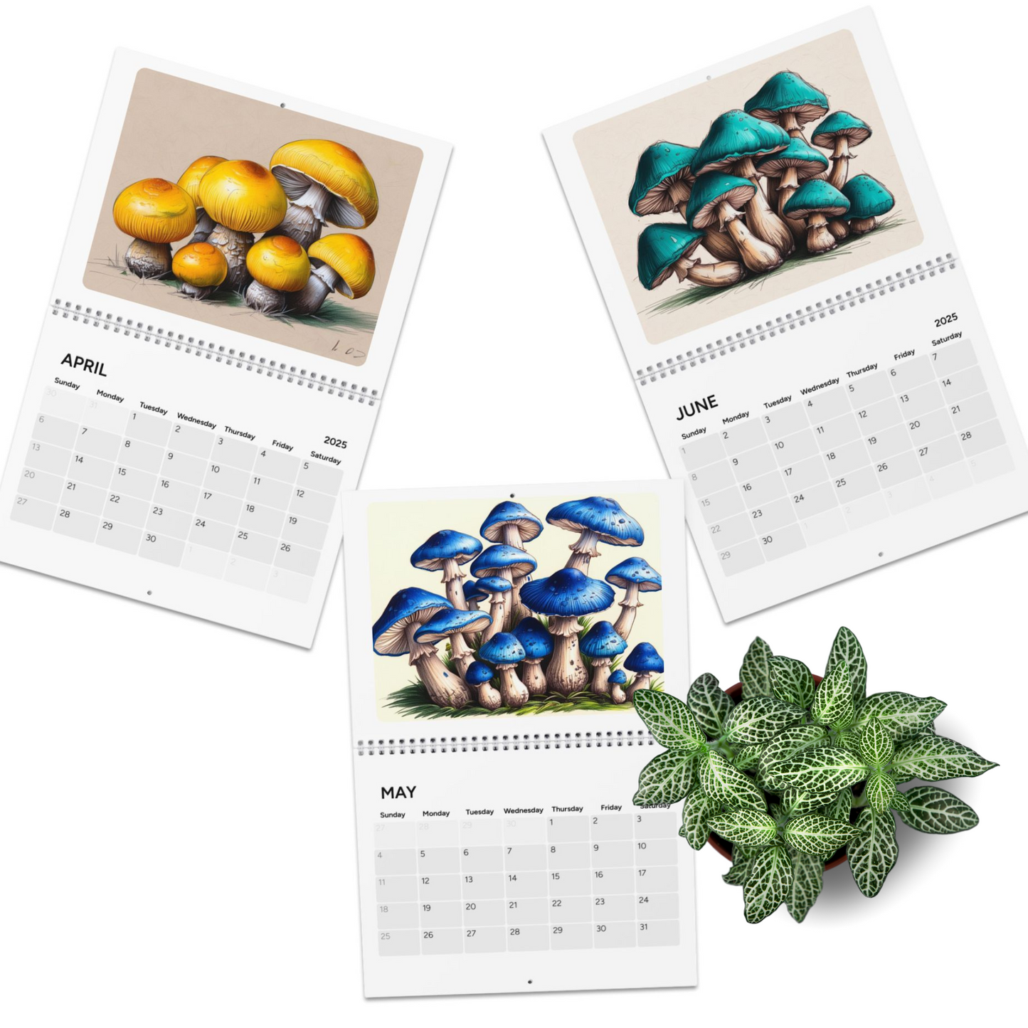 Colorful Mushrooms 2025 Wall Calendar